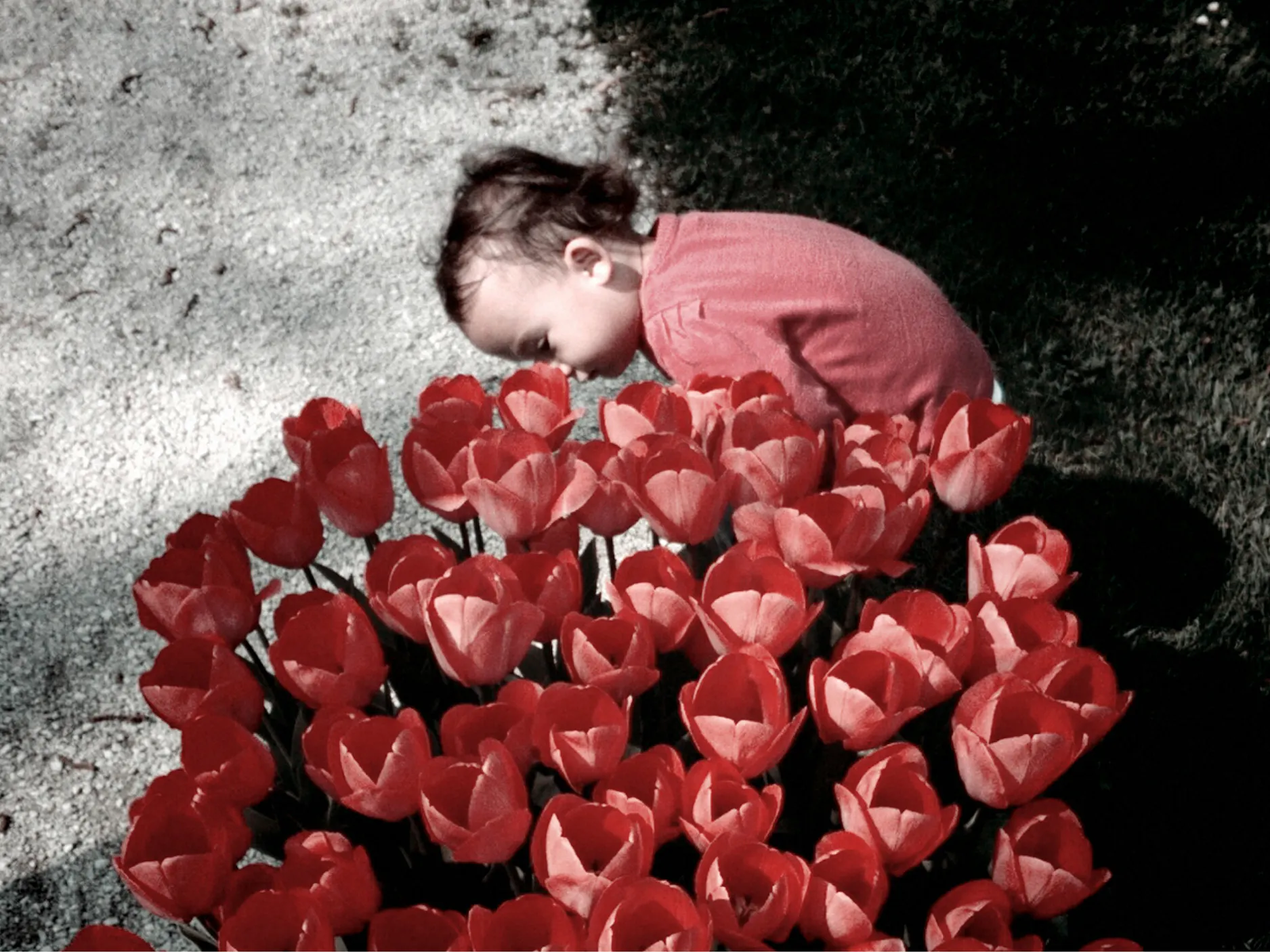 Majhen otrok v rdeči majci, ki se sklanja nad rdečimi rožami